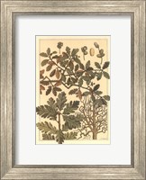 Framed Oak Tree