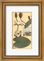 Framed Water Lily II