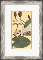 Framed Water Lily II