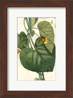 Framed Botanical by Buchoz I (D)