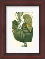Framed Botanical by Buchoz I (D)
