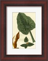 Framed Botanical by Buchoz II (D)