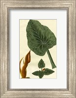 Framed Botanical by Buchoz II (D)