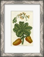 Framed Botanical by Buchoz III (D)