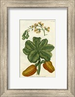 Framed Botanical by Buchoz III (D)