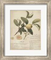 Framed Botanical I