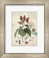 Framed Botanical V
