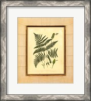 Framed Fern with Crackle Mat (H) IV