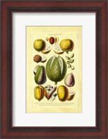 Framed Fruits and Nuts II