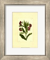 Framed Red Curtis Botanical I