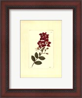 Framed Red Curtis Botanical II