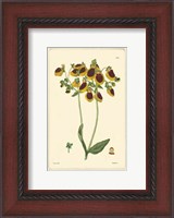 Framed Yellow Curtis Botanical I