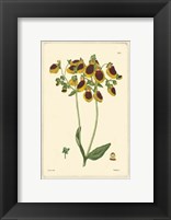 Framed Yellow Curtis Botanical I