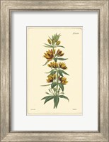 Framed Yellow Curtis Botanical IV