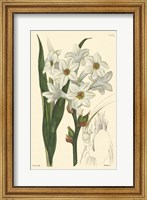 Framed White Curtis Botanical I