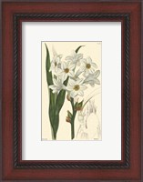 Framed White Curtis Botanical I