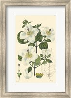 Framed White Curtis Botanical III