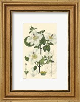 Framed White Curtis Botanical III