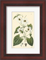 Framed White Curtis Botanical IV