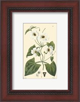 Framed White Curtis Botanical IV