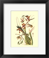 Framed Orchids III