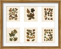 Framed Lodge Leaf Collection