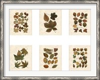 Framed Lodge Leaf Collection