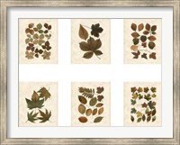 Framed Lodge Leaf Collection