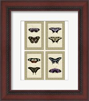 Framed Miniature Butterflies