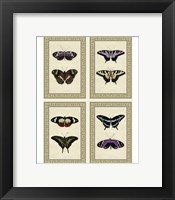 Framed Miniature Butterflies
