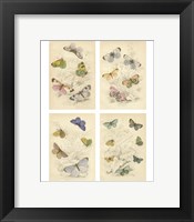 Framed Jardini Butterflies