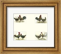 Framed Miniature Roosters