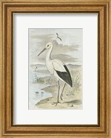 Framed White Stork