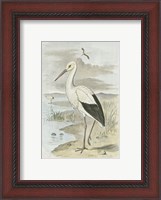 Framed White Stork
