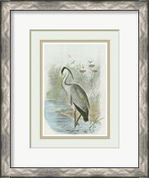 Framed Common Heron