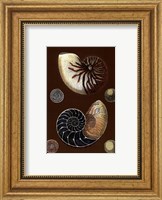 Framed Shells on Cocoa I