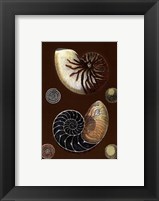 Framed Shells on Cocoa I