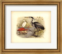 Framed Heron & Ibis