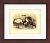 Framed Egret & Heron