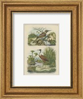 Framed Exotic Birds III