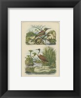 Framed Exotic Birds III