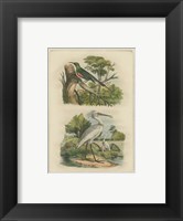 Framed Exotic Birds IV