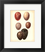 Framed Bird Egg Study VI