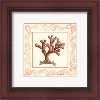 Framed Coral with Shell Border I