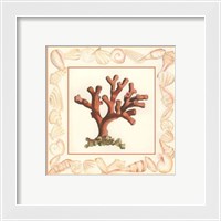 Framed Coral with Shell Border I