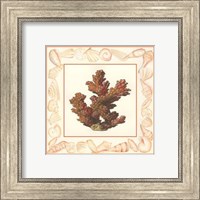 Framed Coral with Shell Border II