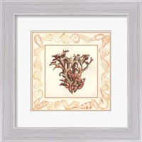 Framed Coral with Shell Border III