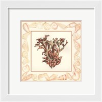 Framed Coral with Shell Border III