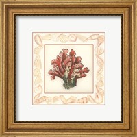 Framed Coral with Shell Border IV