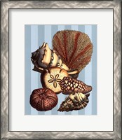 Framed Shell and Coral on Aqua II